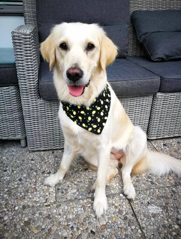 Acorn - Eco-Friendly Snap On Bandana - Made in the USA