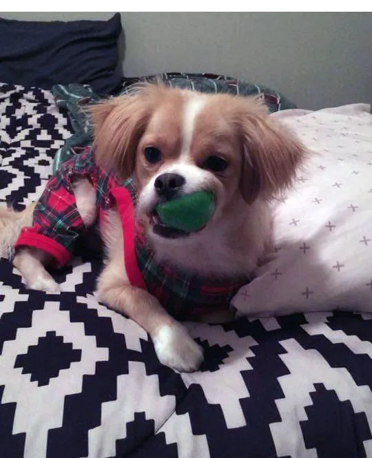 Amazing Knobble Ball Squeak & Float Dog Toy
