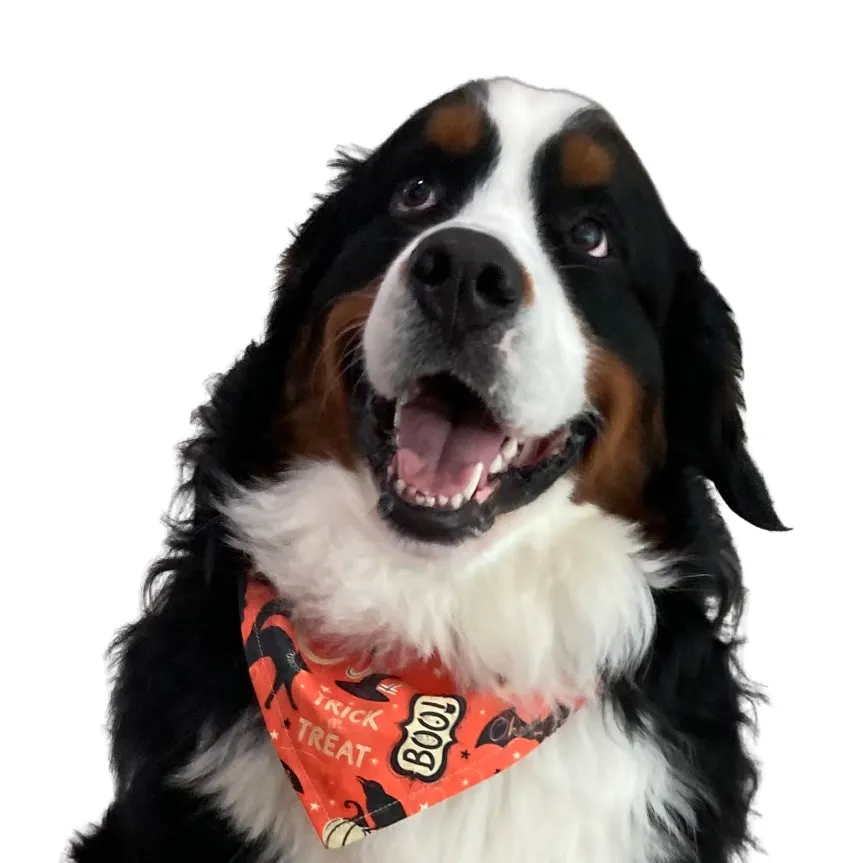 Eek! - Halloween Collar Slip On Bandana