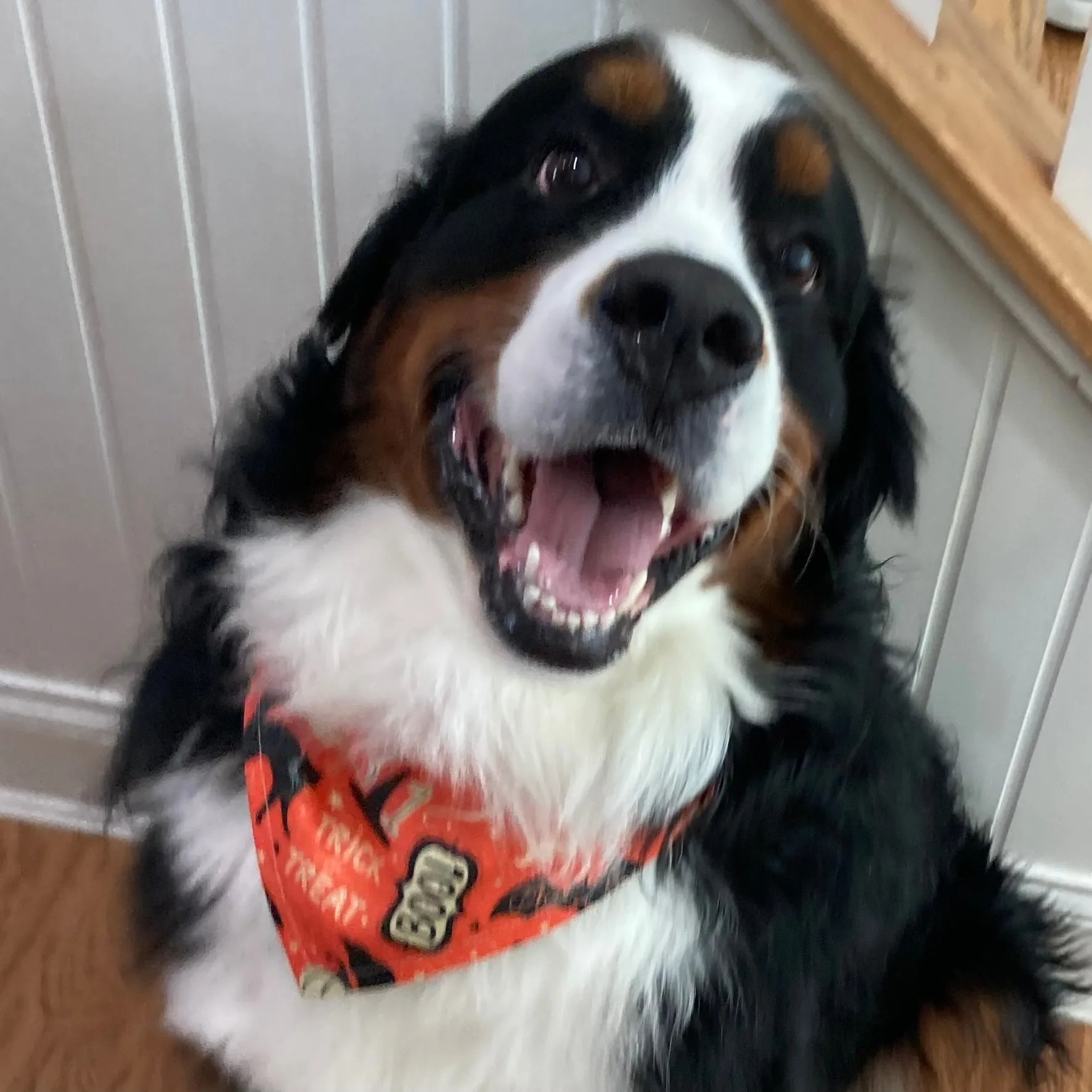Trick or Treat- Halloween Collar Slip On Bandana